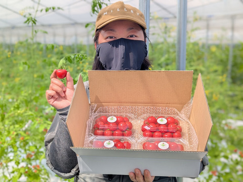 栽培期間中農薬・化学肥料不使用♪ミニトマト・フルーツトマト『プチぷよ』800g