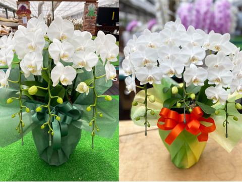 【冬ギフト】小輪胡蝶蘭（ソゴーマンタ）白 3本立 | 開店祝い・新築祝い・誕生日・お供えなどに