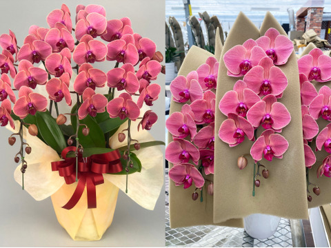 小輪胡蝶蘭（カシス）3本立 | 開店・新築祝い・誕生日・敬老のお祝いなどに