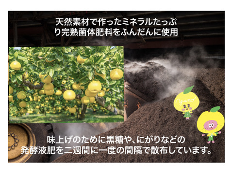 やの一果彩の園主こだわり土佐文旦【家庭用3kg】（大玉5～8玉）発祥の地 高知県土佐市宮ノ内産 （2024年2月1日から発送なくなりしだい終了） 訳あり ぶんたん かんきつ くだもの  ギフト 贈り物