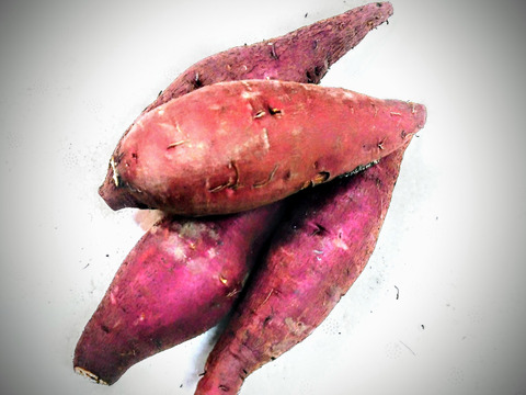 常温】種子島産 石蔵熟成 安納芋 5キロ｜安納芋のふじた農産