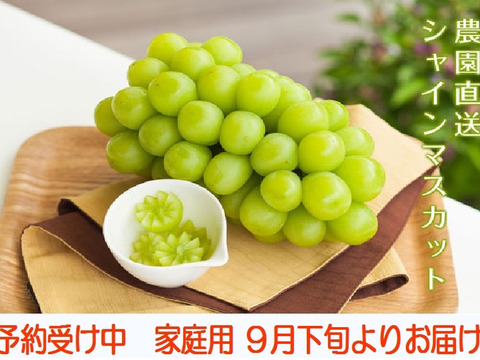 シャインマスカット 家庭用　３－４房入り
９月１５日よりお届け