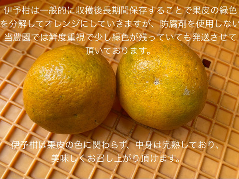 【自然栽培】宮内伊予柑  10㎏（約30-40個）※2026年1月中旬発送開始　イヨカン いよかん 伊予柑