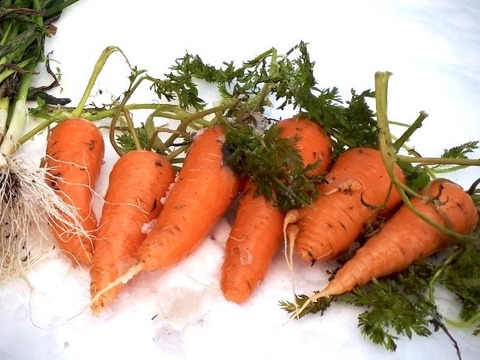 《驚くような甘み! 生がおすすめ》【京都美山産】雪下にんじん【4本 500g前後】