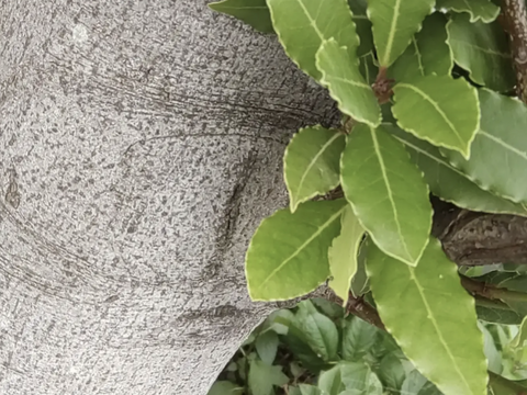 ローリエ月桂樹の生葉または乾燥葉 30枚🌿ハーブ🌿オーガンジーの袋入り♪ シチュー等のお料理に ハーブティーに お風呂に リースやスワッグの材料に☆自然栽培🏣ゆうパック
