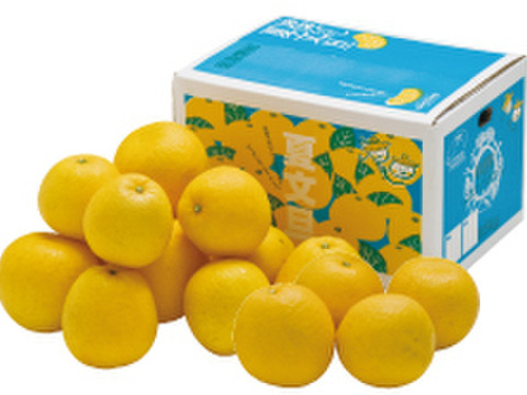 【ギフト用7kg】夏文旦　濃厚でジューシー！潮風を浴びた南国高知県育ちの夏文旦　柑橘みかん　オレンジ