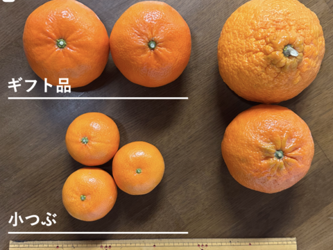 【訳あり】こつぶの宝石箱・麗紅（3kg）