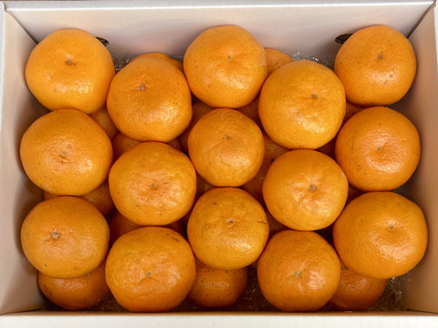 【冬ギフト】濃厚・絶品小玉ミカン『柑蜜姫』食べ比べセット　3kg