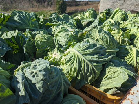 ともちゃん厳選！春の野菜セット