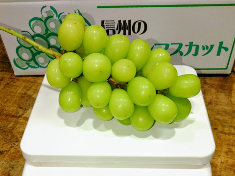 🍇朝採り🍇　1房500g超え果汁たっぷりのシャインマスカット(1.5kg・2～３房入り)