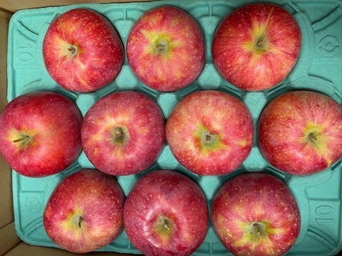 家庭用 シナノリップ ３キロ箱 ７～１2玉 長野県産