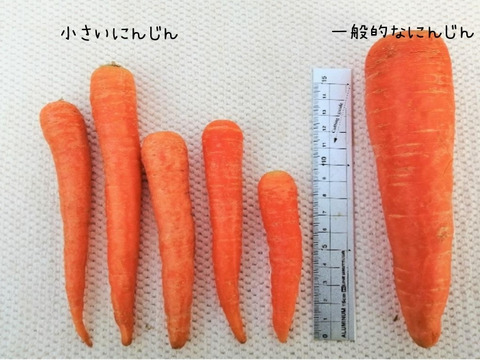 平均糖度9度完熟訳ありにんじん 1 5kg 見た目はごめんね 完熟掘り 皮ごと食べられる甘くて美味しい個性派にんじん 栃木県産 食べチョク 農家 漁師の産直ネット通販 旬の食材を生産者直送 平均糖度9度完熟訳ありにんじん 1 5kg 見た目はごめんね 完熟掘り 皮ごと食べられる甘くて美味しい個性派にんじん 栃木県産 食べチョク 農家 漁師の産直ネット通販 旬の食材を生産者直送