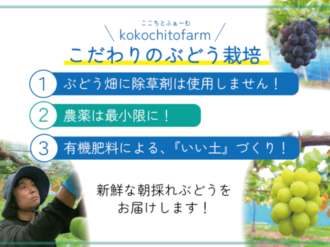 果汁たっぷり！岡山のぶどう『ピオーネ』約１ｋｇ