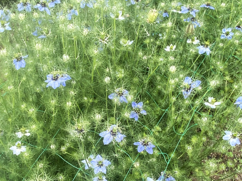 【お届け20本-40㎝】〜ニゲラ〜　初夏から夏が旬の可憐で涼しげなお花！