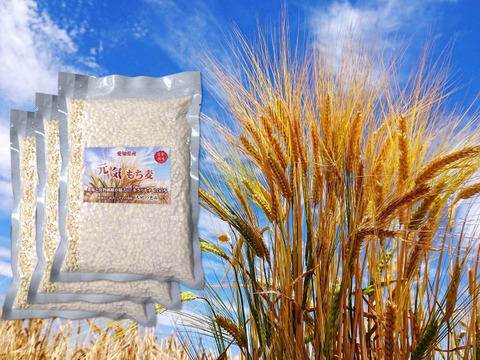 もち麦 キラリモチ 合成農薬・化成肥料不使用 ２５０g お得な３袋セット(
２５０g×３袋）美味しくプチモチ腸活！