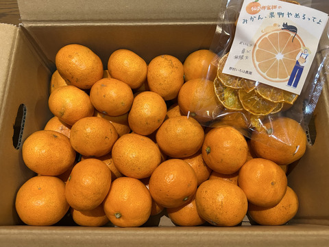 【濃厚・絶品】糖度16度以上の完熟極小玉ミカン『ぱっくん　仙ちゃん』　3kg