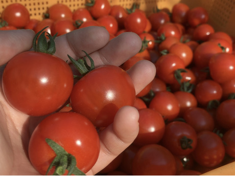 大粒で食べ応え抜群！一味惚れするミニトマト『ほれまる』2kg【発送7月中旬～】