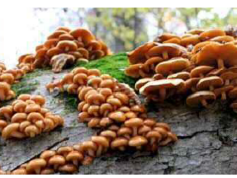 【あぴこ様専用商品】【おまけ市】『予約販売 山形県産 天然なめこ300g+天然まいたけ300gのセット』＋「鬼ぐるみ10個ｘ２」がつきます！