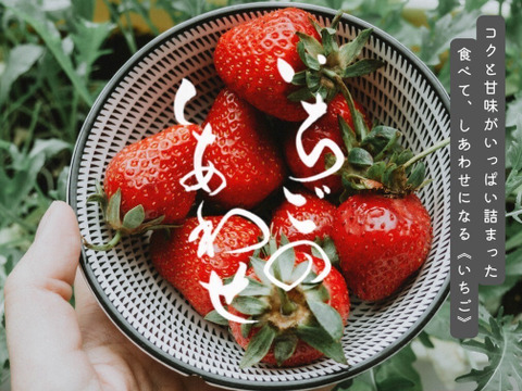 【小粒中心】サイズいろいろバラ詰めいちご（紅ほっぺ）700ｇ×2箱