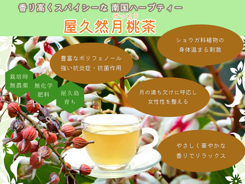 今話題のノンカフェイン・ポリフェノール豊富な月桃葉を乾燥させました！屋久島産『屋久然月桃茶』（乾燥葉25g）