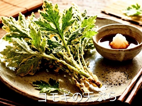 よもぎ生葉🌿60本（60苗）（約400g）以上🌿蓬☆上から15cmの柔らかいヨモギ🌿和ハーブ「ハーブの女王」高いデトックス・冷え性改善、抗酸化作用ビタミンK鉄分クロロフィル☆畑横の人が通らない林