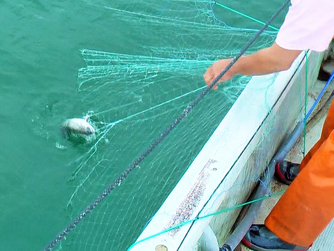 【琵琶湖の至宝】琵琶鱒/ビワマス/淡水鱒の最上美味/大サイズ/1.5~2.0kg/1匹【生】【冷蔵】【水揚げ発送】