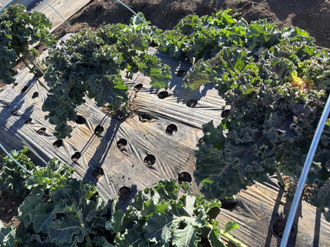 栄養満点！希少野菜 プチヴェール200g