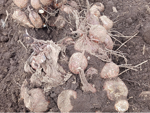 （２Ｌ）独特のぬめりとねばり！！さといも２Ｌサイズ（３Ｋｇ）