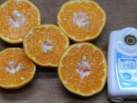 静岡県産　はるみ　家庭用　約3.5㎏