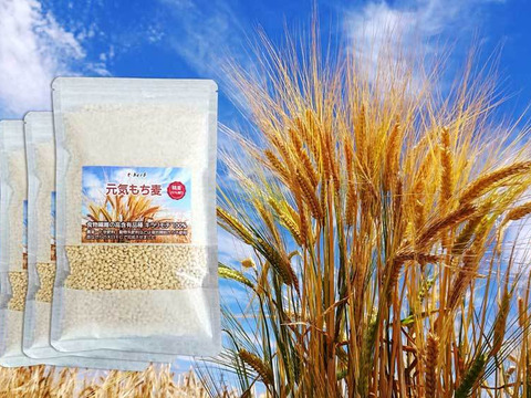 もち麦 希少品種キラリモチ 250g×3 天日干し 農薬・化学肥料不使用 愛知県産 令和元年産