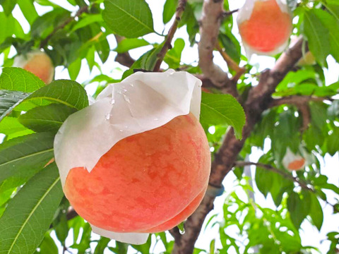 【3㎏・8～12玉】家計応援☆山梨県産・訳アリはねだし桃