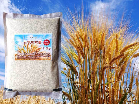 無農薬もち麦のコスパに挑戦 キラリモチ希少品種 1.5kg 令和元年産 愛知県産 農薬・化学肥料不使用