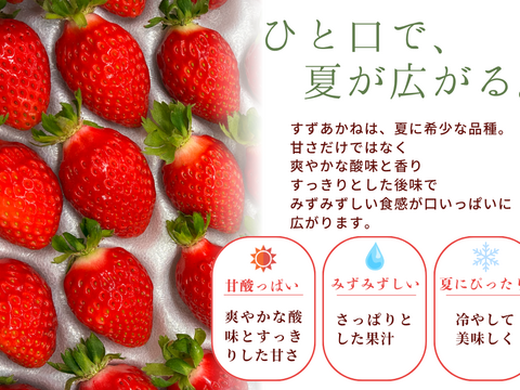 北海道の大地が育む、≪朝採れ≫夏いちご🍓「すずあかね」約600g入