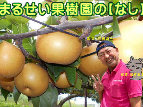 まるせい果樹園の梨【おまかせ】2kg箱　(5～12玉入り)　n1