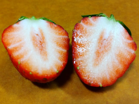 【加工用いちご】甘味と酸味のバランスが最高！ ❝おいCベリー❞（約1.6kg）