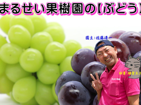 まるせい果樹園のぶどう3色MIX パック詰め 380g×2p 自家用