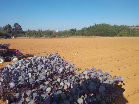 ミニ紫キャベツ　３キロ