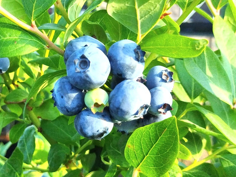 2024年産　大人気！甘くジューシーな冷凍ブルーベリー2kg（1kg×2パック）