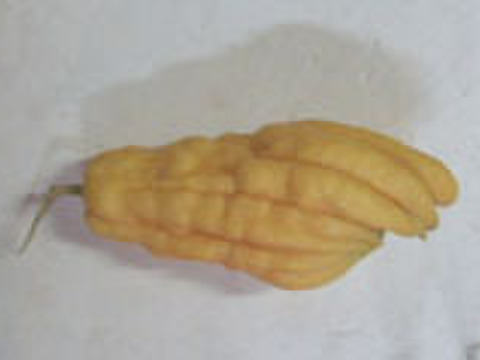 加工用 仏手柑 1kg