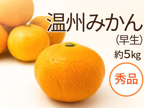 7、温州みかん 樹熟大坊みかん、秀品(贈答品同様)10kg 7、温州みかん 樹熟大坊みかん、秀品(贈答品同様)10kg