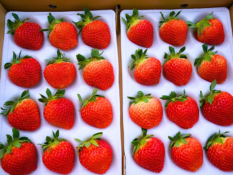 🍓北海道の大地が育む、≪朝採れ≫夏いちご「すずあかね・すずりっか