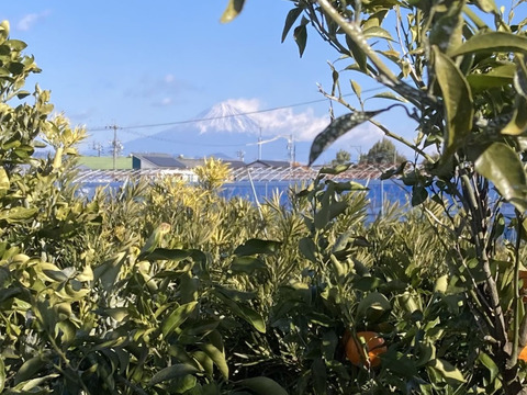 【貯蔵熟成】甘い静岡県産　濃蜜青島みかん５㎏　静岡県より産地直送