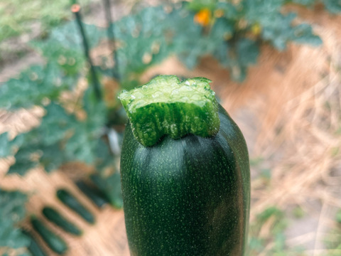 【京都産】ズッキーニ約1kg(4〜6本程度)｜農薬・化学肥料・除草剤不使用｜旨みたっぷりジューシーさが自慢の逸品