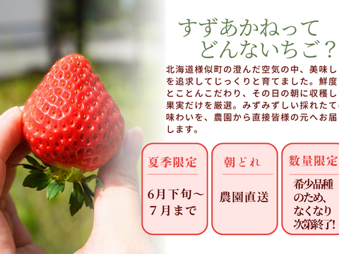 北海道の大地が育む、≪朝採れ≫夏いちご🍓「すずあかね」約600g入