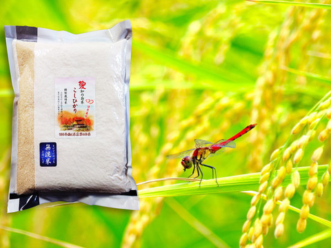 防災食・備蓄米に 無洗米 ６ｋｇ（２ｋｇ×３袋）コシヒカリ 特別栽培米 愛知県産１００％