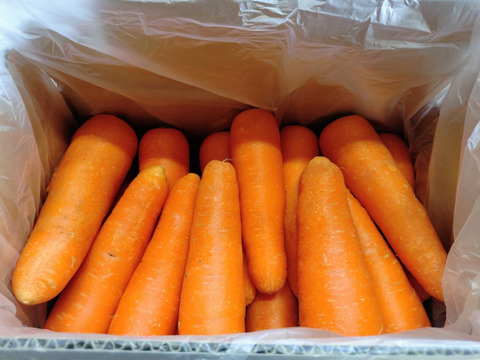 お買い得！【大きめサイズ】甘み極上の雪下人参「灯かり」(10㎏)