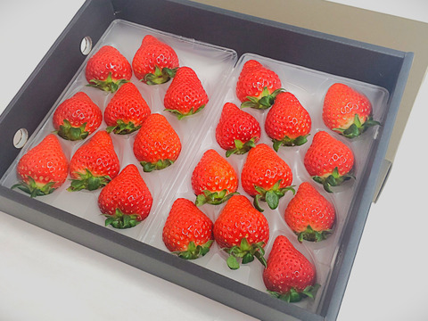 🥈イチゴグランプリ2025さわやかな甘み賞銀賞受賞！】【みくのか