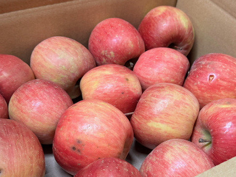 ★すぐに出荷★【加工用バラ詰め】サンふじ約2.7Kg　生食、ジュース、スイーツ、コンポート、すりおろし林檎　加工用・業務用🍎　青森県産