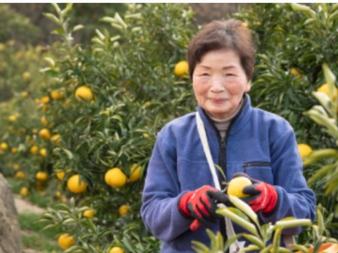 【予約】【訳ｱﾘ M-2Ｌｻｲｽﾞ 混載はるみ】🍊高糖度 果肉プリプリ♪甘みと香り豊かな はるみ ７kg【数量限定／果汁じゅわっ】短い旬に楽しむ特別柑橘！