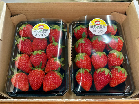 【品種おまかせ】船橋産完熟いちご230g×2P